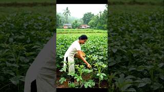Village Girl Working In Ladyfinger Field During Light Rain