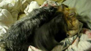 Yokies Playing 2