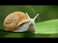 Fast Snail El Caracol Veloz images Fast Snail El Caracol Veloz