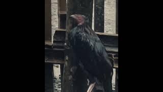 Chicken In The Rain