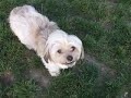Lonely Dog (a Randomness Unltd. Production)