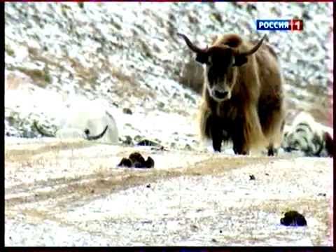 Делаем мороженое из молока в домашних условиях видео Делаем мороженое из молока в домашних условиях видео