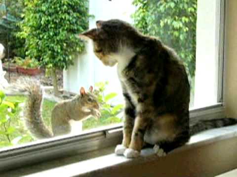 Cat and squirrel - YouTube