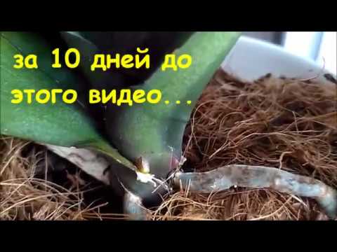 Очаровательная хоста : выращивание, посадка и уход в открытом грунте Хоста - посадка, уход и характеристика самых популярных разновидностей