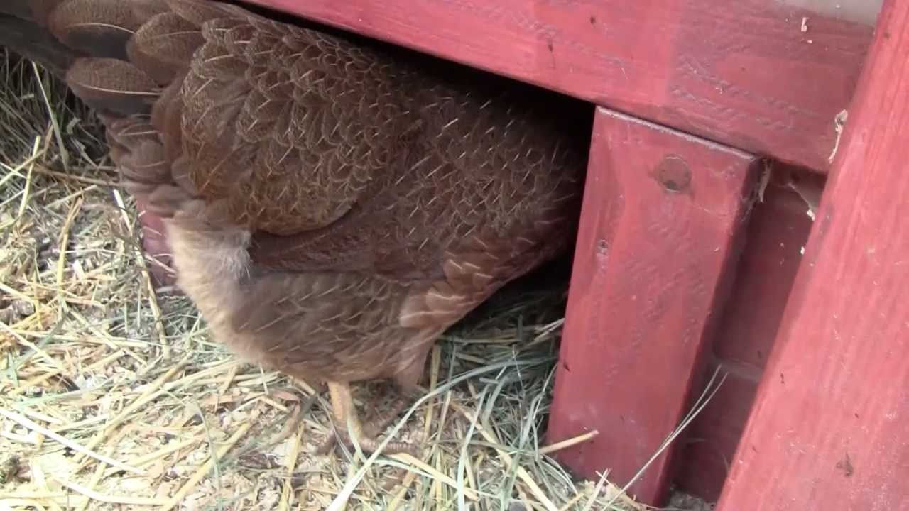 Chicken Coop Construction Info - YouTube