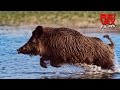 GREAT HUNGARIAN HUNTS TRAILER - www.reivaxfilms.net - www.reivaxfilms.com