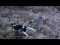 Top 5 Best Shots Wild Boar Hunting,Chasse Sanglier,Casa Jabali