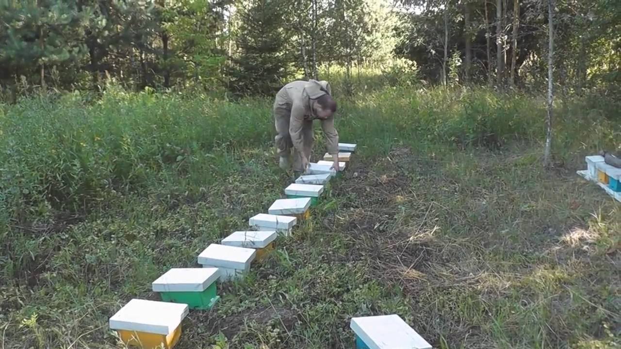 Новые записи пчеловодство июнь июль 2018 Новые записи пчеловодство июнь июль 2018