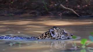 Jaguar Swimming Pantanal MT