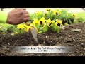 Lawn Jockey Landscaping - The Full Bloom Program for Annual Color