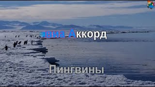 Виа Аккорд -Пингвины - Караоке