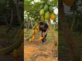 Papaya fruit farm landscape and cutting skills so fresh with rural farming life #2024 #papaya