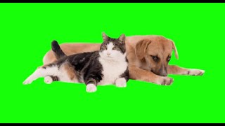 Green Screen Cat &  Dog |  Graphics For s No Copyright (Free To Use)