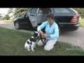 /out-about/collars-leashes/dog-harnesses/A40009...Fet ch Dog FetchDog DogFetch Safe Traveler Harness Pet Supplies Driving Car Seat Belt