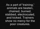atourhands.com, www.circuses.com...circus animal abuse rights cruelty killer whale elephant dolphin horse cat dog peta vegetarian camel rhino monkey tiger