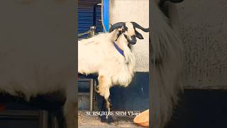 Bakrid 2025 Big Size Judipi Sheeps