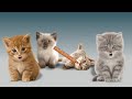 image Banana Potato Cats Gatinhos Cantores