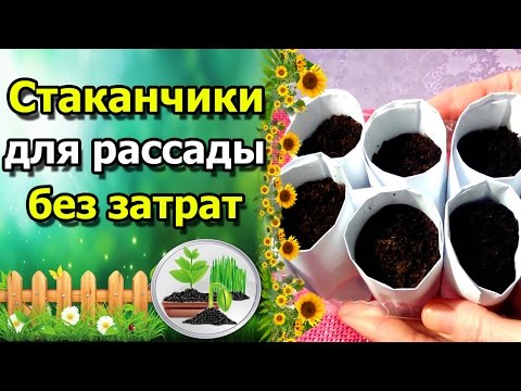 Рассада цветов своими руками