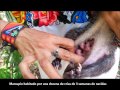 Liberacion de Tlacuaches (liberando ando)