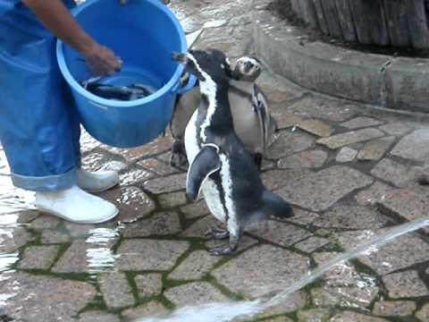 江戸川区自然動物園　フンボルトペンギン　左白さんのお食事