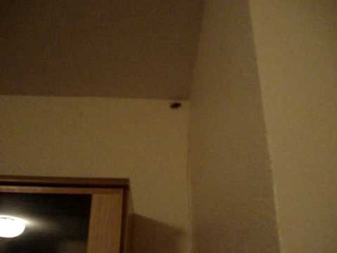 La cucaracha gigante de McDonalds