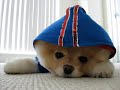 Boo the cutest Dog !