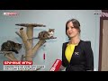 Video В Иркутске открыли первый кошачий публичный дом