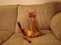 ヨガ猫　Yoga cat