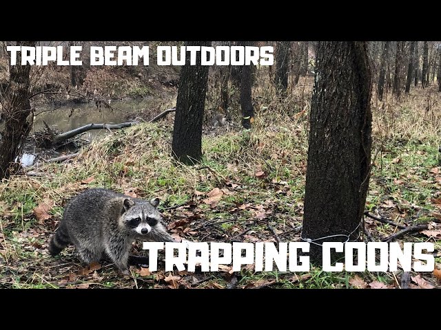 Watch TRAPPING COONS (Tips & Tricks) on YouTube.