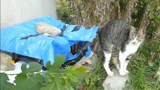 の中で授乳完了www　~Stray cat - breast-feeding~
