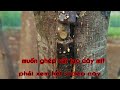Kỹ thuật ghép cải tạo cây mít chi tiết nhất xem hết ai cũng làm Reconstruct grafting techniques