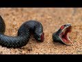 8 Animals That Can Live After Death