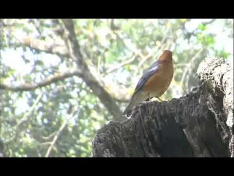 VIDEO : kehidupan anis merah di alam bebas -  ...
