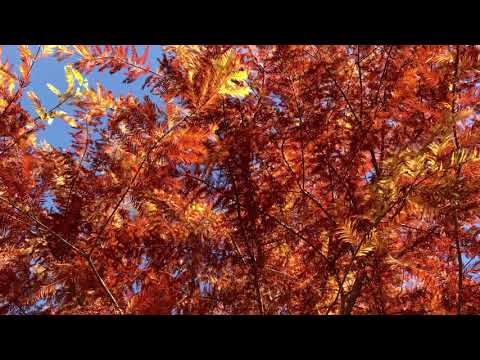 Watching video A Garden. Relax Music for Meditation, Sleep, Healing Therapy, Yoga