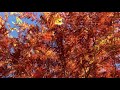 Watching video A Garden. Relax Music for Meditation, Sleep, Healing Therapy, Yoga