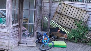 🦊 Dozy Young Foxes Play in Garden