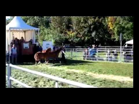 Hay Horse Fair
