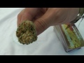 Seattle Cannabis Cup - Pineapple Express Cannabis