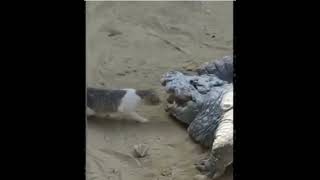 Timsahın Ağzindan Yemeğini Alan Cesur Kedi