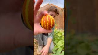 Harvesting The Smallest Melon In The World