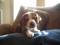 beagle puppy howl