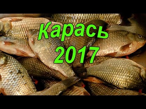 ловля карася весной май видео ловля карася весной май видео