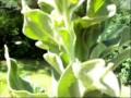 Folk Cough Remedy: Giant Mullein default Folk Cough Remedy: Giant Mullein