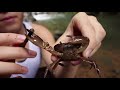 Freshwater Crab Research at Las Cruces Biological Station