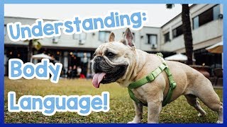 What Your Dogs Body Language Means! How to Understand What Your Dogs Language and Behaviour Means!