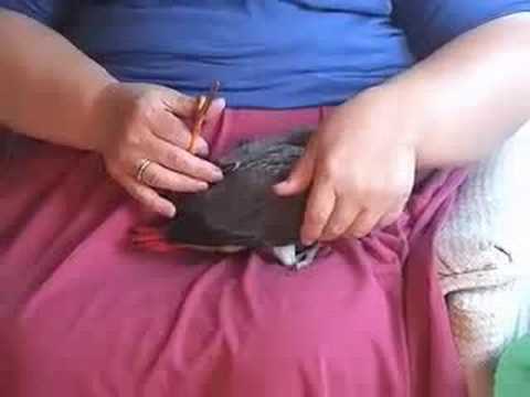 Sex determination in birds