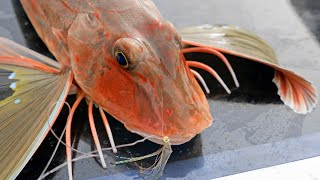 Winter Wonders (Tips for catching great winter fish)