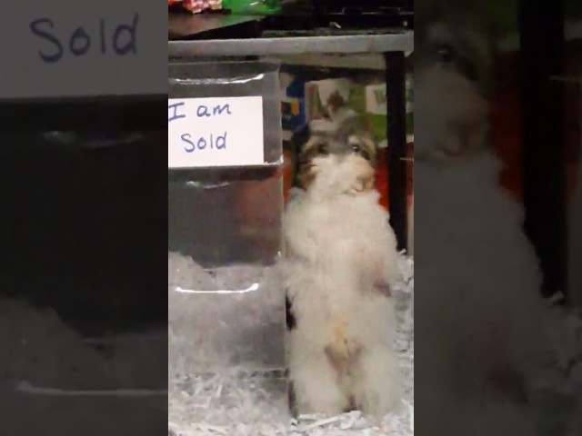 Puppy Is Happy He Got New Owners And Dances - Video
