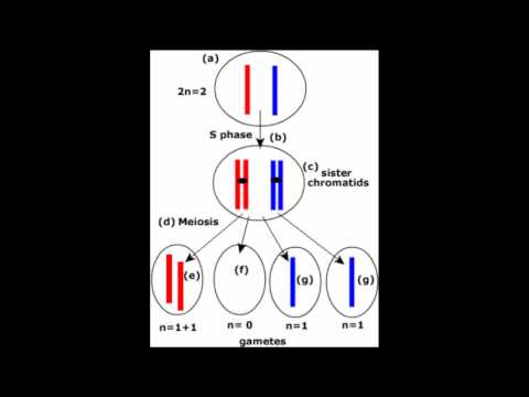 How Evolution Adds New Information