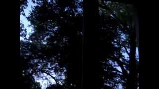 Watch Incredible String Band Rainbow video